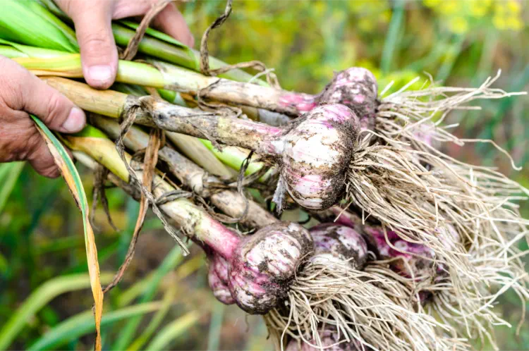When is Garlic Ready for Harvesting?